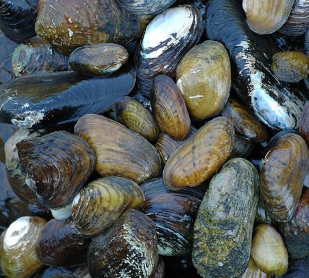 Stream and Mussel Exploration